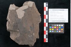 Foto (Objekt + Etikett) von Diospyros sagoriana Ettingshausen (NHMW-GEO-2024-0188-8017)